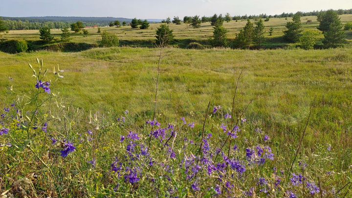 Участок 10 сот. (ИЖС)