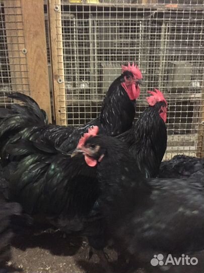 Чёрные петухи И куры доставка