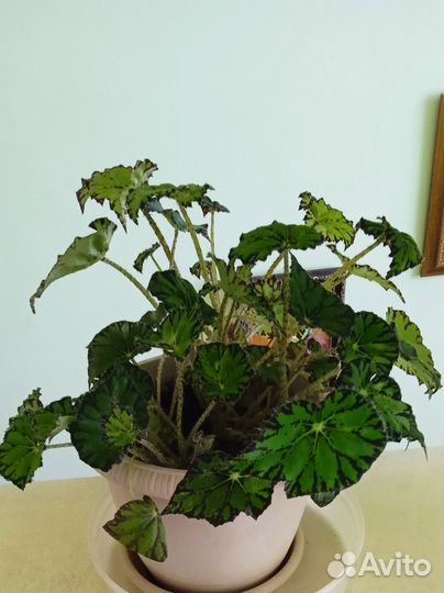 Комнатные цветы