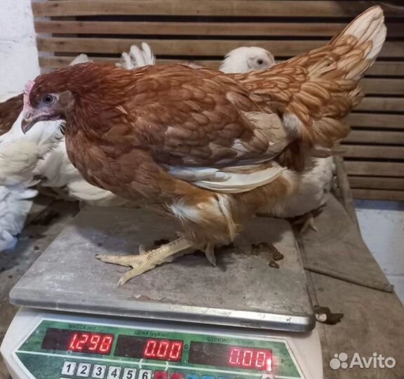 Продажа кур несушек