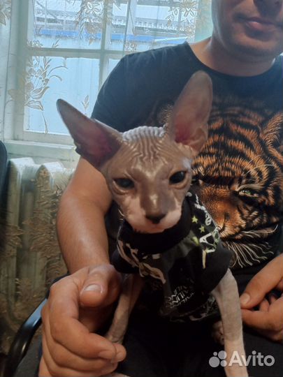 Донской сфинкс