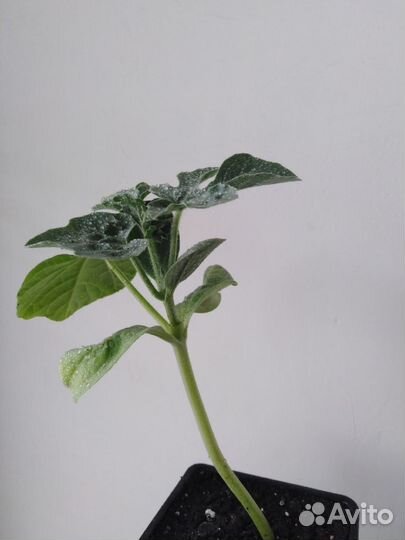 Рассада арбузов