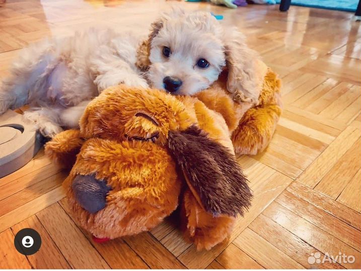 Мальтипу персиковая ф1