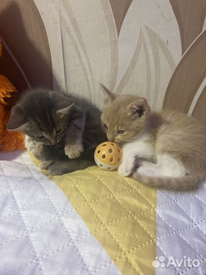 Котята в добрые руки бесплатно