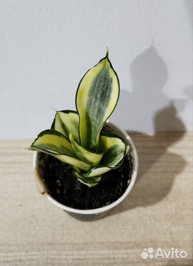 Сансевиерия ханни голд