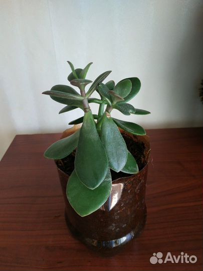 Денежное дерево (толстянка, крассула)