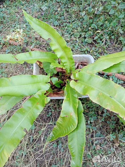 Растения для дома и оформления территории