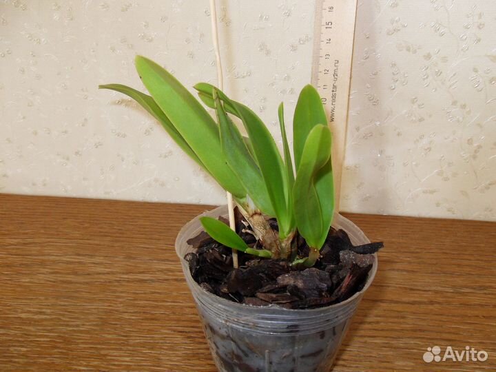 Каттлея Hknsa. Chien Ya Ocean 'TM'