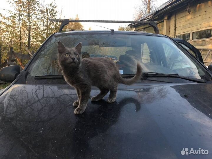 Котик суперласковый 3 мес