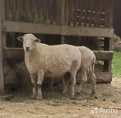 Овцы Куйбышевской породы