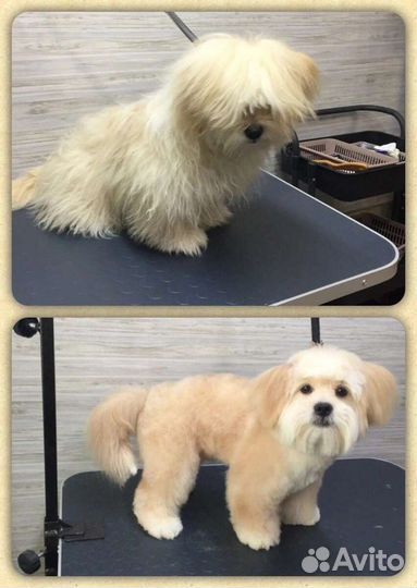 Стрижка собак, груминг, экспресс-линька