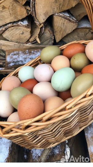 Инкубационное яйцо породных кур