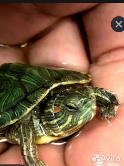 Красноухая черепашка 5 см