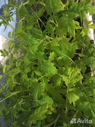 Рассада огурцов, помидоров