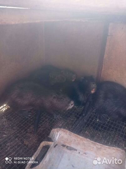 Нутрии на племя