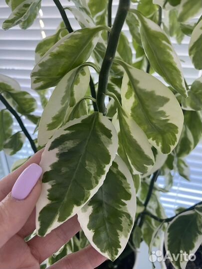 Педилантус