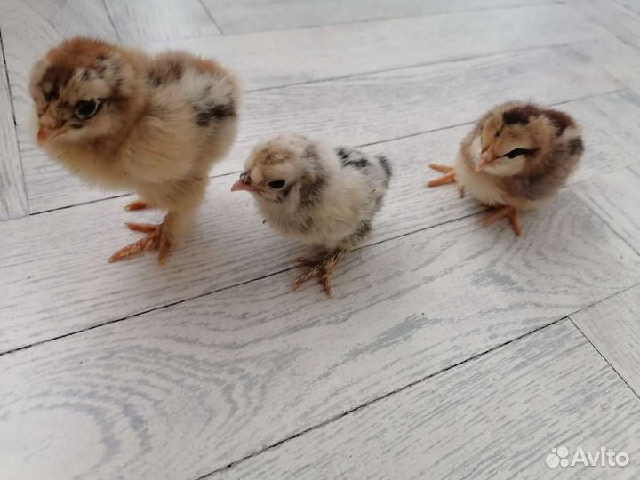 Цыплята