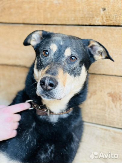 Пес из приюта