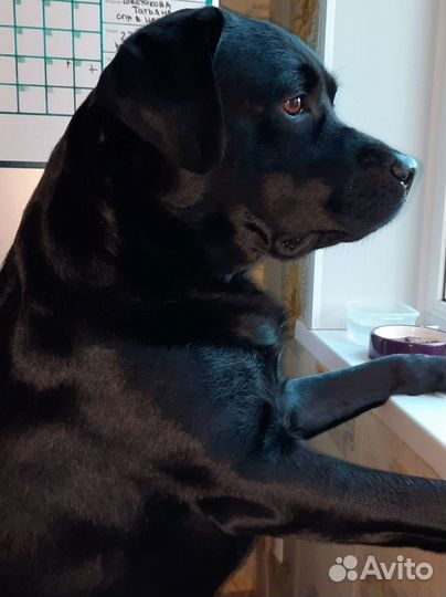 Лабрадор вязка