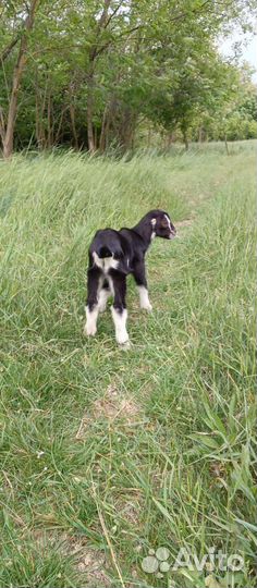 Козлик Ламанча на племя