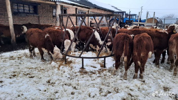 Бычки и быки сементалы