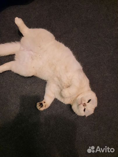 Продам кота породы шотландская вислоухая