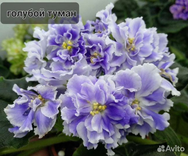 Фиалка сортовые