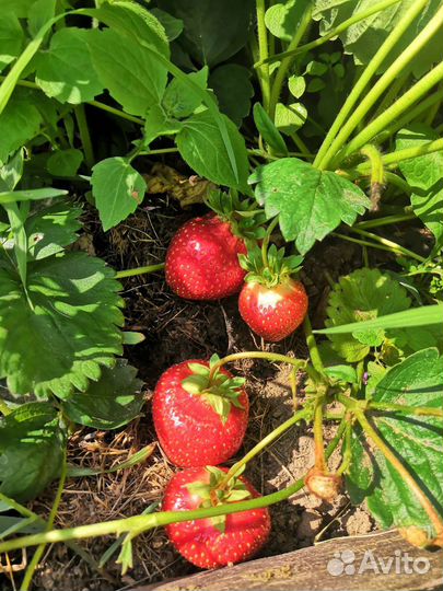 Клубника Азия рассада