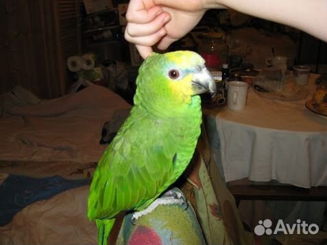 Пара Венесуэльских Амазонов с большой клеткой