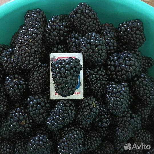 Саженцы ежевики Прайм Арк Фридом, Небеса