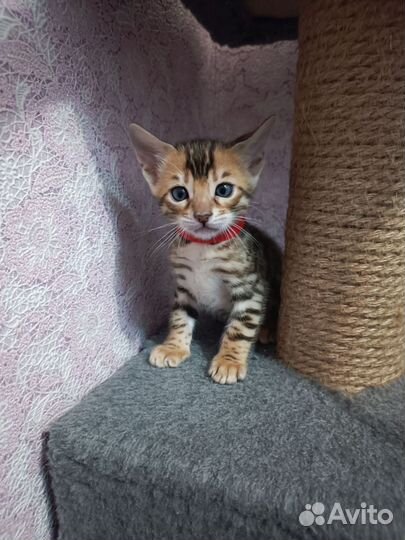 Бенгальские котята