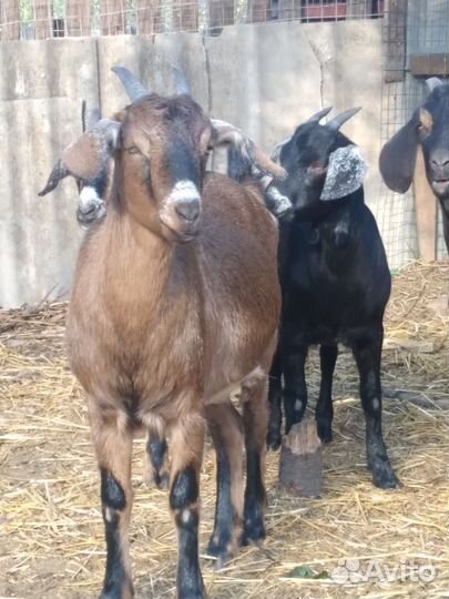 Нубийские козочки