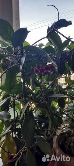 Хоии публикалис, крисмас, карноза