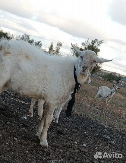 Козел зааненский