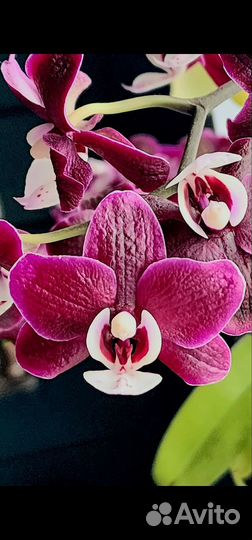 Орхидея Dpts. Black Princess
