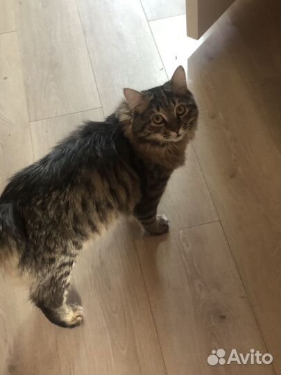 Кот Тиша для вязки