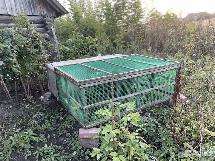 Куры петухи