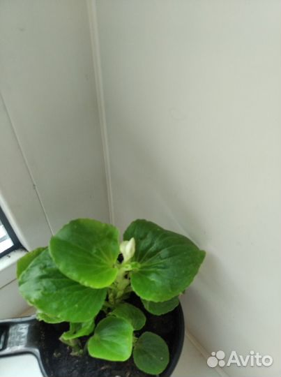 Фуксия,Фикус,Герань,Колеус,Папоротник,Бегония,Алоэ