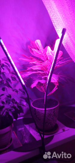 Фитолампа для растений