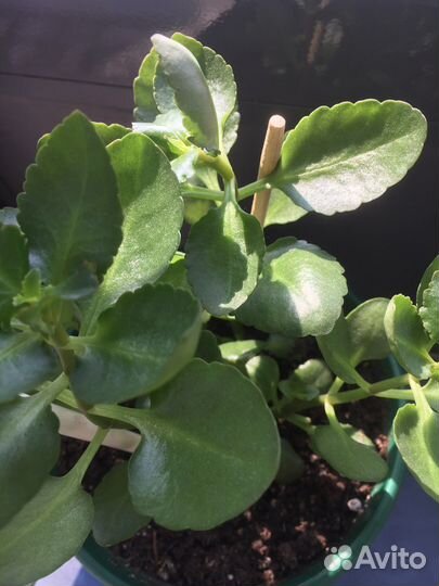 Цветы разные