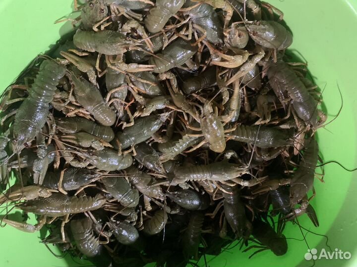 Раки живые в наличии