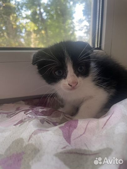 Котенок мальчик