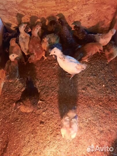 Несушки Борковская Борвистая (Декалб Уайт