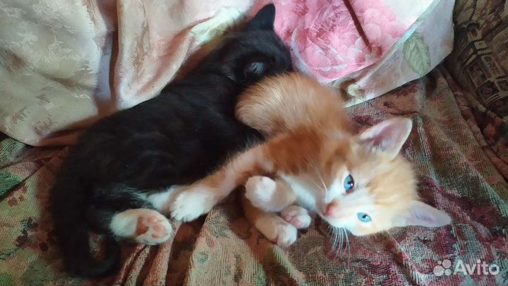 Очаровательные котята