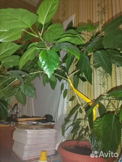 Гибискус китайская роза