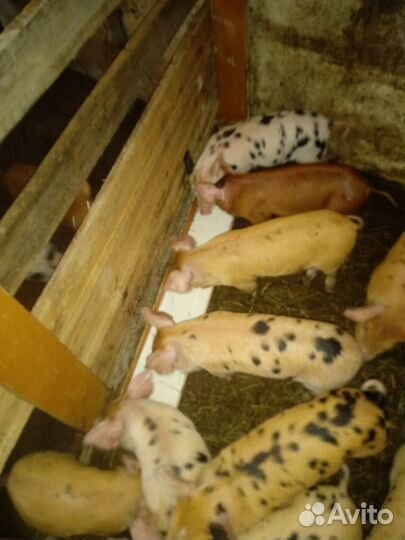 Продажа поросят