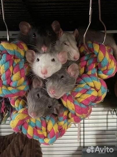 Декоративная крыса дамбо