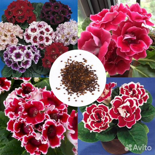 Семена глоксиний смесь