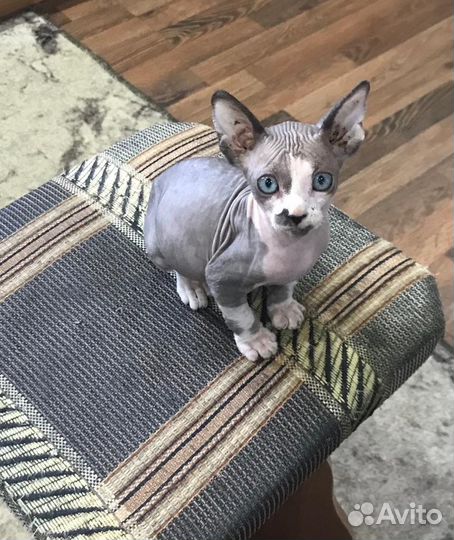 Котенок сфинкс