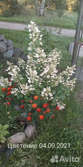 Гортензия метельчатая